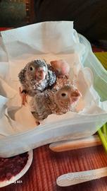 Pirrurha molinae allevati a mano