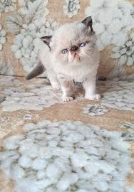 Exotic shorthair 