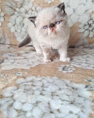 Exotic shorthair 