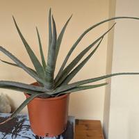 Aloe vera con vaso