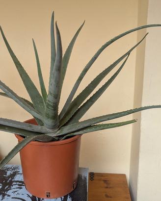 Aloe vera con vaso