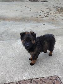 Cuccioli di pastore tedesco