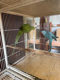 Parrocchetti dal collare