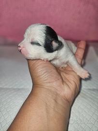 Chihuahua toy femmina