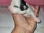 Immagine 1