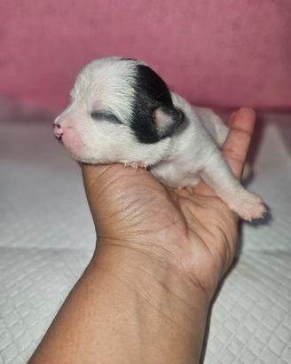 Chihuahua toy femmina