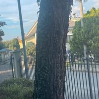 Legno di pino in piedi