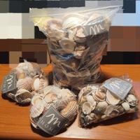 2,6 kg Conchiglie decorative MERCURY HOME