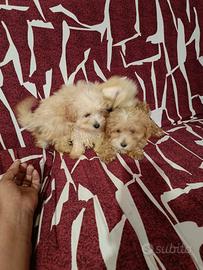 Maltipoo
