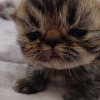 Disponibili gatti persiani