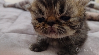 Disponibili gatti persiani