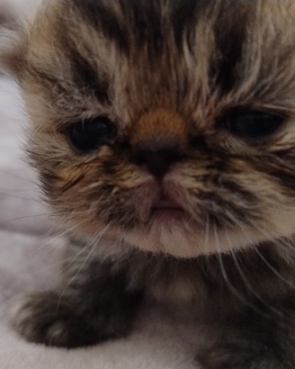 Disponibili gatti persiani