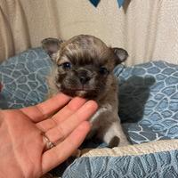 Chihuahua cucciolo blue fawn pelo lungo