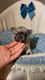 Chihuahua cucciolo blue fawn pelo lungo