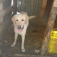 Cucciolo labrador originale maschio