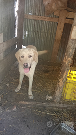 Cucciolo labrador originale maschio