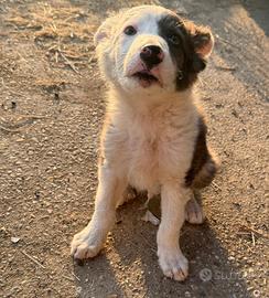 Cucciolo incrocio border collie