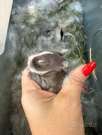 Coniglietti ariete nano minilop