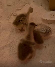 6 ochette di 15 giorni