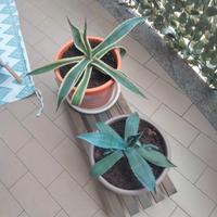 Due piante agave adulte