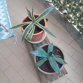 Due piante agave adulte