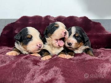 Bovaro del bernese