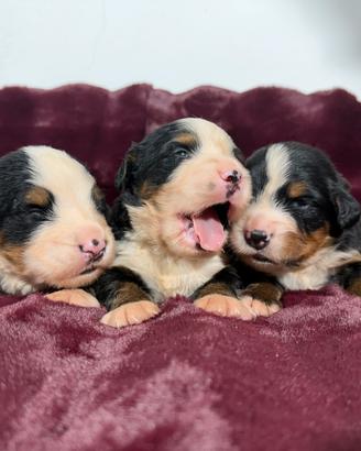 Bovaro del bernese