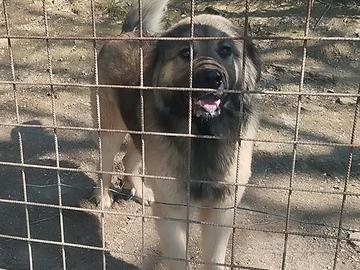 Cuccioli pastore della Sila