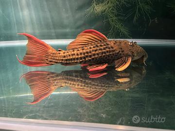 Coppia Pseudacanthicus Pirara Super Red Sao Felix