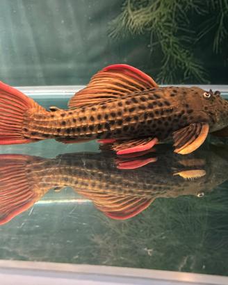 Coppia Pseudacanthicus Pirara Super Red Sao Felix