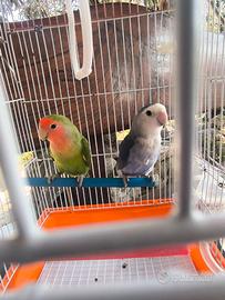 Pappagalli inseparabili