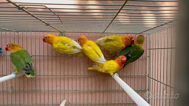 Inseparabili Fischer