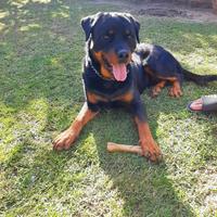 Rottweiler disponibile per monta