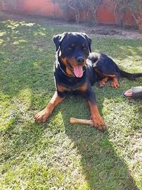 Rottweiler disponibile per monta