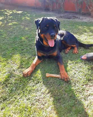 Rottweiler disponibile per monta