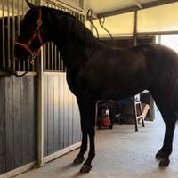 Cavallo Andaluso