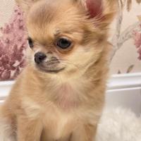 Chihuahua cucciola blue fawn pelo lungo