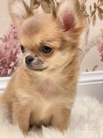 Chihuahua cucciola blue fawn pelo lungo