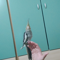 Calopsiti novello anellato e allevato a mano