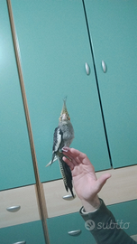 Calopsiti novello anellato e allevato a mano