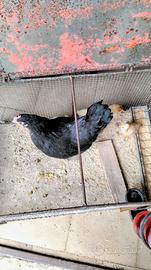 Gallinelle americane per pollaio