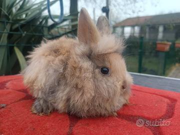 Conigli nani da compagnia x Natale