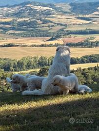 Cuccioli pastore abruzzese-maremmano