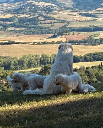 Cuccioli pastore abruzzese-maremmano