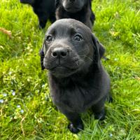 Cuccioli Labrador Retriver con Pedigree Enci