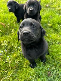 Cuccioli Labrador Retriver con Pedigree Enci