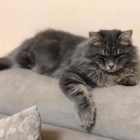 Gatto Siberiano per Monta