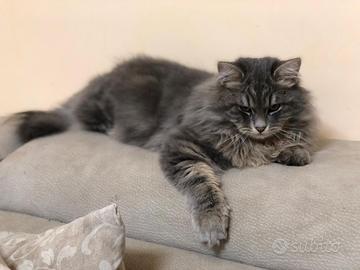 Gatto Siberiano per Monta