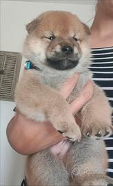 Cuccioli di Shiba Inu Pedigree ENCI