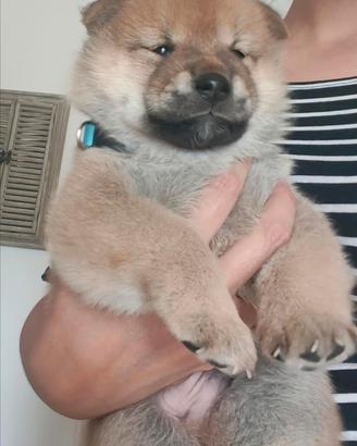 Cuccioli di Shiba Inu Pedigree ENCI